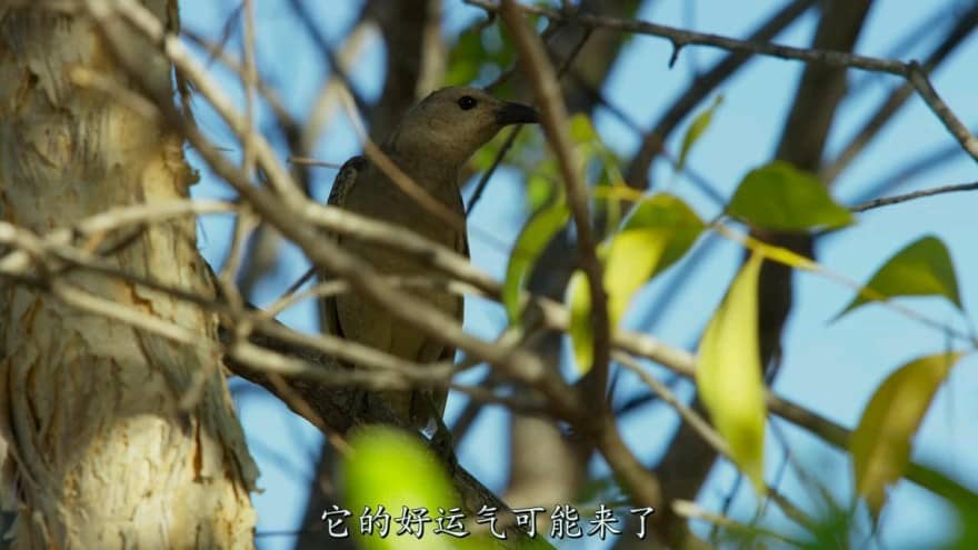 [2016][欧美][纪录][BT下载][地球脉动/地球无限][第二季][第6集][中英字幕][720P][1.30GB][MP4D]