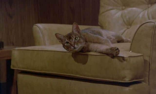 [更 早][欧美][科幻][WEB-720P]外星猫 The.Cat.from.Outer.Space.1978.720p.WEB-DL.AAC.2.0.H264-FGT 3GB