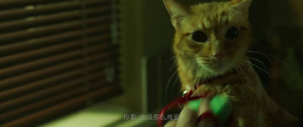 [2020][欧美][剧情][纯净版][BT下载][流浪猫鲍勃2：鲍勃的礼物][WEB-MP4/1.46GB][国语配音/中文字幕][4K-2160P][H265编码][流媒体][NukeHD小组作