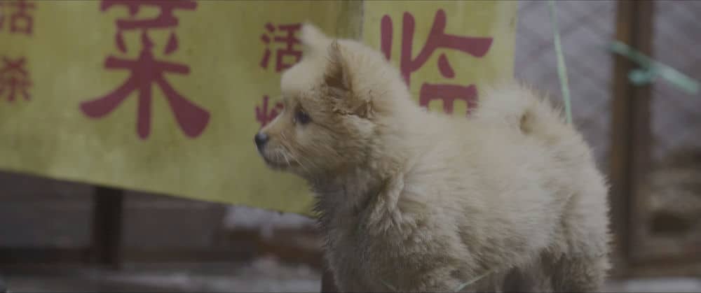[2023][大陆][剧情][纯净版][BT下载][忠犬八公][WEB-MKV/10.40GB][国语配音/中文字幕][4K-2160P][HDR版本][H265编码][流媒体][小组