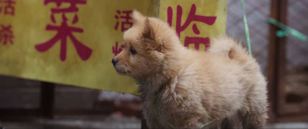 [2023][大陆][剧情][纯净版][BT下载][忠犬八公][WEB-MKV/17.96GB][国语配音/中文字幕][4K-2160P][高码版][H265编码][流媒体][小组作品