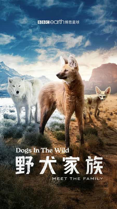 [2022][英国][纪录][WEB-4K]野犬家族[全3集][中文字幕].Dogs.In.The.Wild-Meet.The.Family.S01.2022.2160p.WEB-DL.H265.AAC-ZeroTV 9.24GB