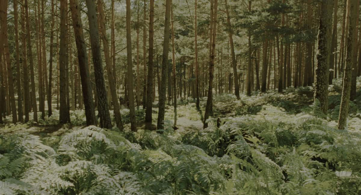 [2006][剧情][其他][WEB-4K]潘神的迷宫[国英多音轨/中文字幕].Pan's.Labyrinth.2006.Bluray.2160p.DTS-HDMA5.1.HDR.x265.10bit-D