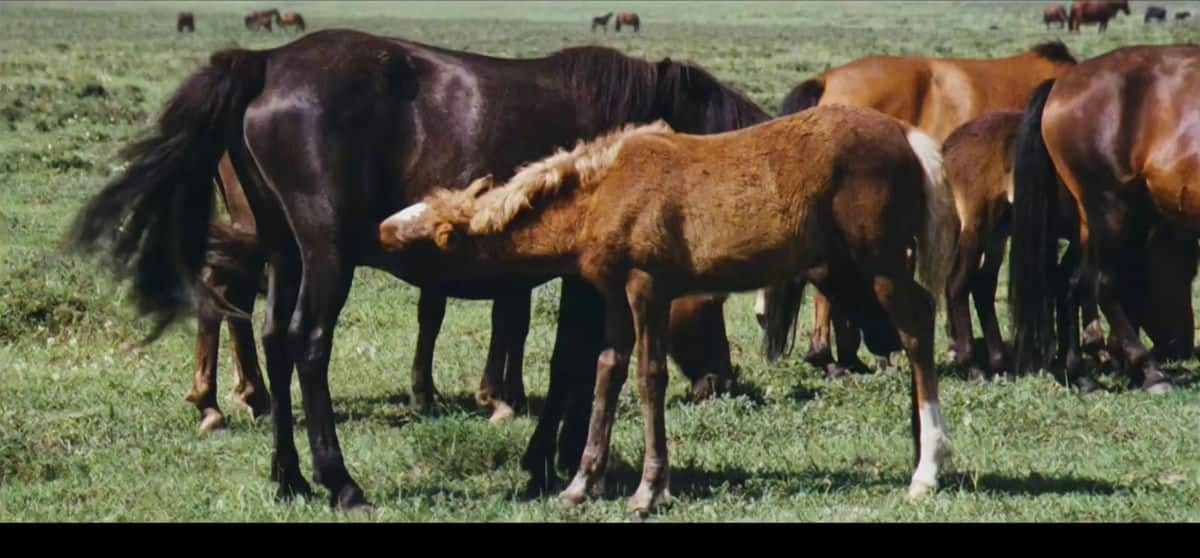 [更 早][大陆][剧情][其   它]牧马人[国语配音/中文字幕].The.Herdsman.1982.WEB-DL.4K.H265.AAC- 2.39GB