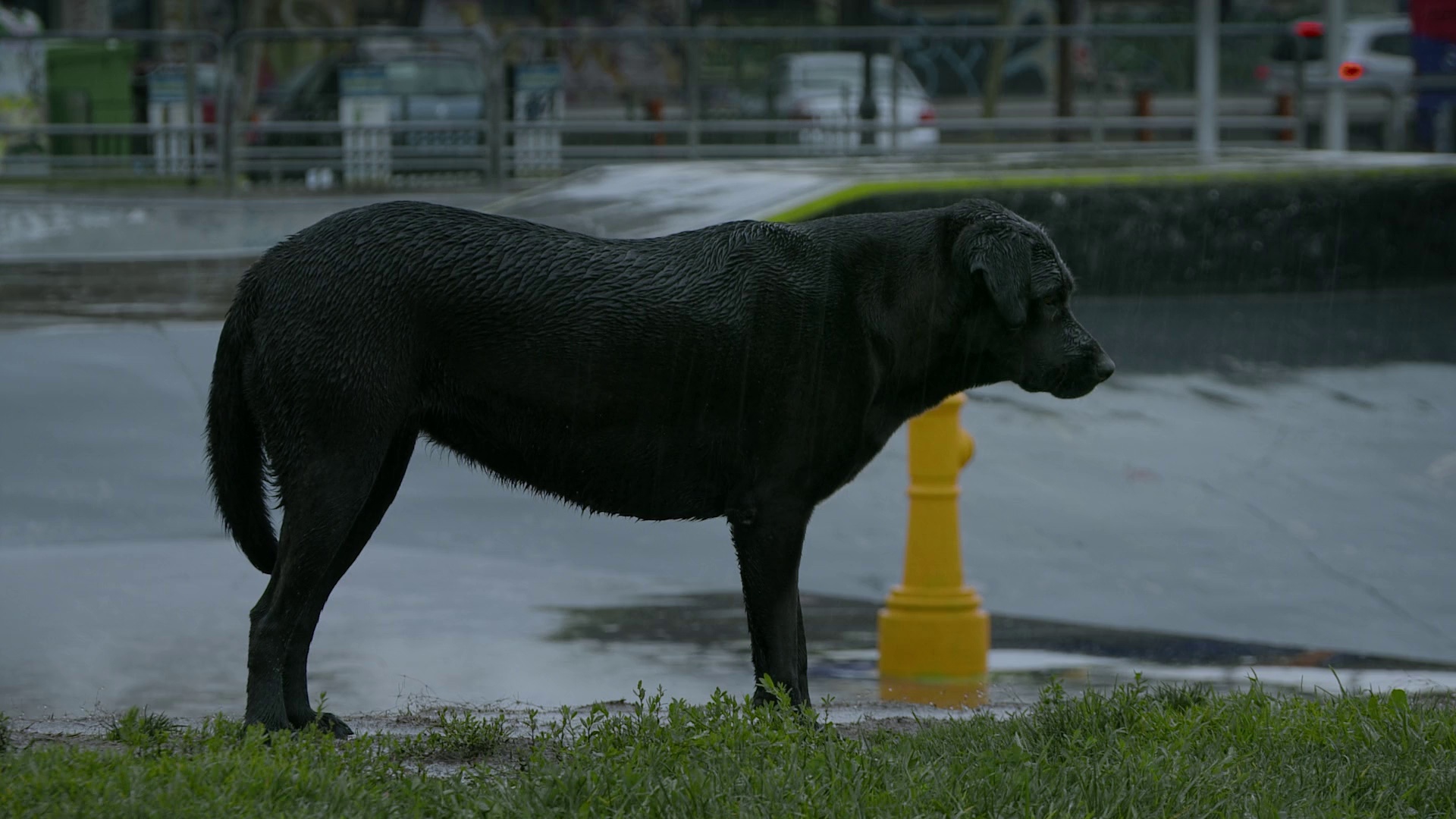 [2018][美洲][纪录][WEB-1080P]犬犬风尘[无字片源].Los.Reyes.2018.1080p.MUBI.WEB-DL.AAC2.0.H.264- 3.00GB