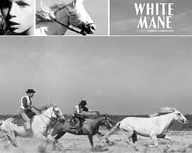剧情电影《白鬃野马 Crin blanc: Le cheval sauvage/1953》-蓝光4K/1080P/720P/360P高清标清网盘百度云BT种子磁力迅雷下载