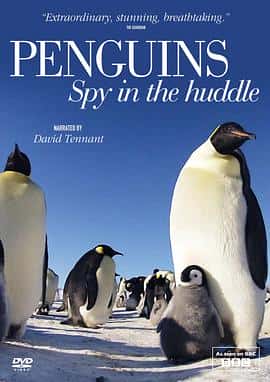 纪录片电影《企鹅群里有特务 Penguins: Spy in the Huddle/2012》-蓝光4K/1080P/720P/360P高清标清网盘百度云BT种子磁力迅雷下载