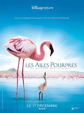 纪录片电影《红色翅膀：火烈鸟故事 The Crimson Wing: Mystery of the Flamingos/2008》-蓝光4K/1080P/720P/360P高清标清网盘百度云BT种子磁力迅雷下载