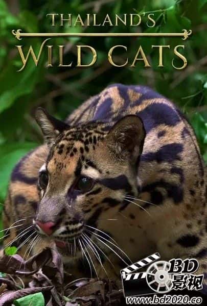 纪录电影《泰国野生猫科》-蓝光4K/1080P/720P/360P高清标清网盘BT迅雷下载