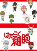 动漫剧《工作细胞 特典》-蓝光4K/1080P/720P/360P高清标清网盘百度云BT种子磁力迅雷下载
