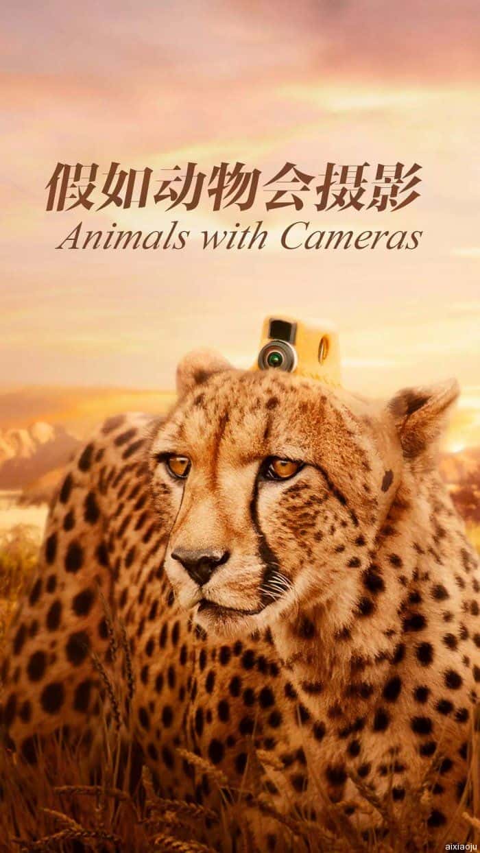 欧美电视剧《假如动物会摄影》-蓝光4K/1080P/720P/360P高清标清网盘百度云BT种子磁力迅雷下载