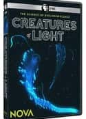 电影《CreaturesofLight》-蓝光4K/1080P/720P/360P高清标清网盘百度云BT种子磁力迅雷下载