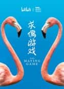 ļ¼ƬżϷ The Mating Game(2021)-Ѹ