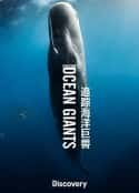 ļ¼Ƭ׷ٺ Chasing Ocean Giants(2021)-Ѹ