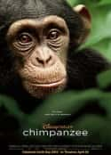 ļ¼Ƭ Chimpanzee(2012)-Ѹ