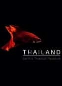 ļ¼Ƭ̩ϵĳ Thailand: Earth's Tropical Paradise(2017)-Ѹ