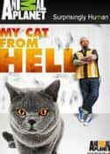 欧美电视剧《家有恶猫 第一季 My Cat from Hell Season 1(2011)》-蓝光4K/1080P/720P/360P高清标清网盘百度云BT种子磁力迅雷下载