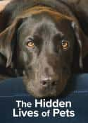 欧美电视剧《宠物的秘密生活 The Hidden Lives of Pets(2022)》-蓝光4K/1080P/720P/360P高清标清网盘百度云BT种子磁力迅雷下载