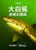 电影《大白鲨的奇幻漂流 Return of the White Shark(2023)》-蓝光4K/1080P/720P/360P高清标清网盘百度云BT种子磁力迅雷下载