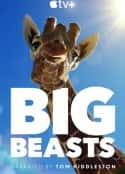 欧美电视剧《巨兽 Big Beasts(2023)》-蓝光4K/1080P/720P/360P高清标清网盘百度云BT种子磁力迅雷下载