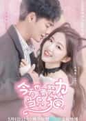 电视剧《今天也要努力当只猫(2022)》-蓝光4K/1080P/720P/360P高清标清网盘百度云BT种子磁力迅雷下载