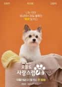 韩剧《今天也很可爱的狗 오늘도 사랑스럽개(2023)》-蓝光4K/1080P/720P/360P高清标清网盘百度云BT种子磁力迅雷下载