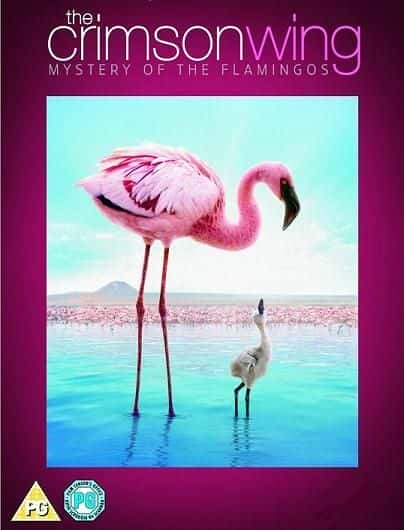 The Crimson Wing - Mystery of the Flamingos - 纪录片1080P/720P/360P高清标清网盘迅雷下载