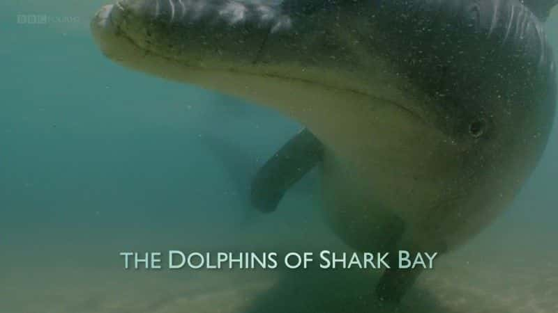 The Dolphins of Shark Bay (BBC 1080p) - 纪录片1080P/720P/360P高清标清网盘迅雷下载