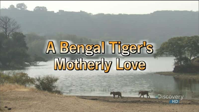 A Bengal Tiger's Motherly Love - 纪录片1080P/720P/360P高清标清网盘迅雷下载