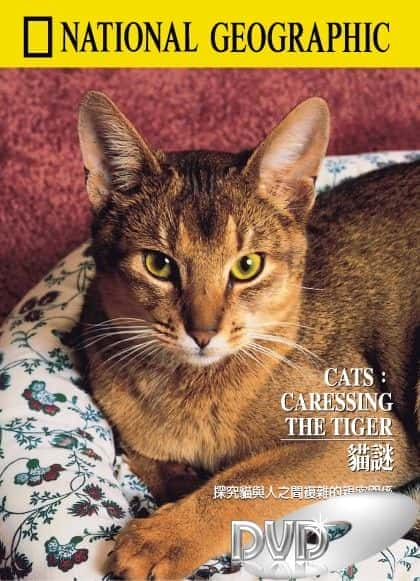 Cats: Caressing the Tiger - 纪录片1080P/720P/360P高清标清网盘迅雷下载