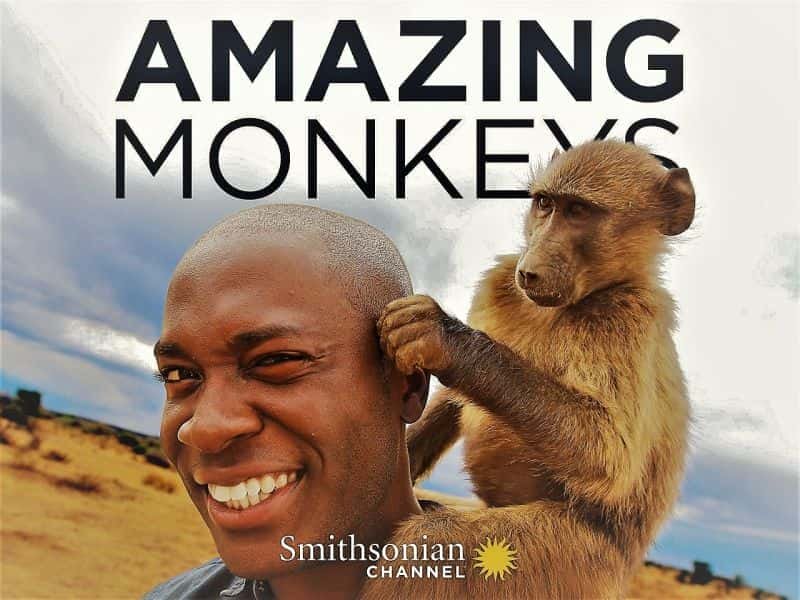 Amazing Monkeys: Series 1 - 纪录片1080P/720P/360P高清标清网盘迅雷下载