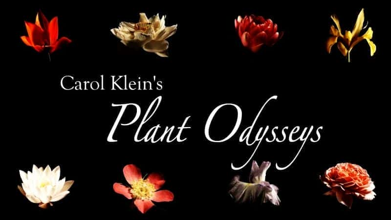 Carol Klein's Plant Odysseys Series 1 - 纪录片1080P/720P/360P高清标清网盘迅雷下载