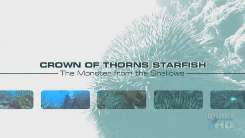 Crown of Thorns Starfish: Monster from the Shallows - 纪录片1080P/720P/360P高清标清网盘迅雷下载