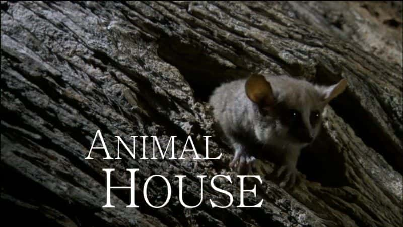 Animal House (BBC 1080p) - 纪录片1080P/720P/360P高清标清网盘迅雷下载