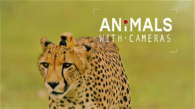 Animals with Cameras: Series 1 - 纪录片1080P/720P/360P高清标清网盘迅雷下载