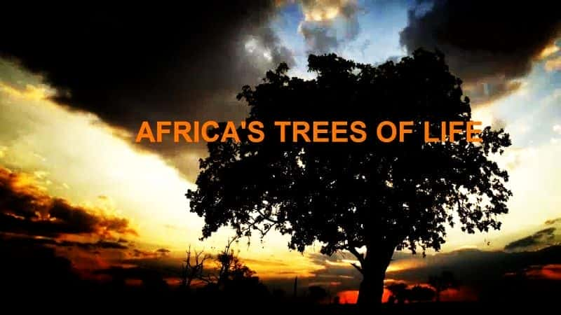 Africa's Trees of Life - 纪录片1080P/720P/360P高清标清网盘迅雷下载