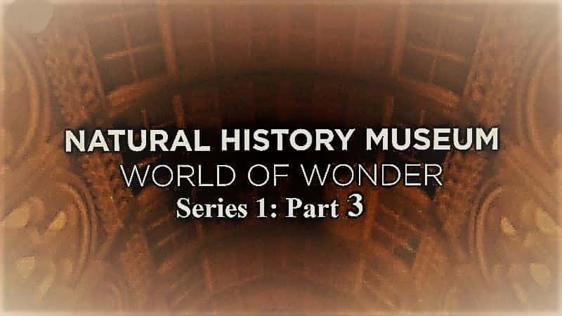 Natural History Museum World of Wonder: Series 1 Part 3 - 纪录片1080P/720P/360P高清标清网盘迅雷下载