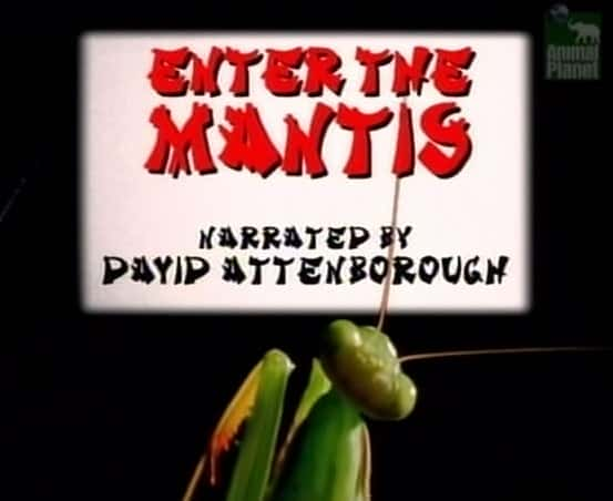 Enter the Mantis - 纪录片1080P/720P/360P高清标清网盘迅雷下载