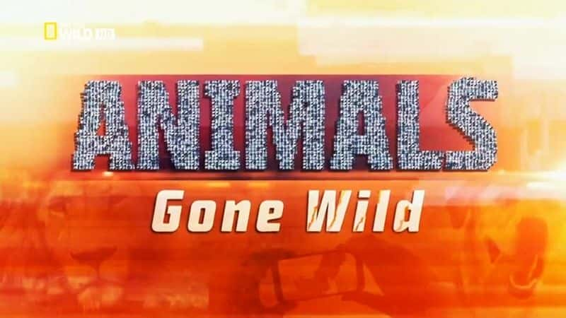 Animals Gone Wild - 纪录片1080P/720P/360P高清标清网盘迅雷下载