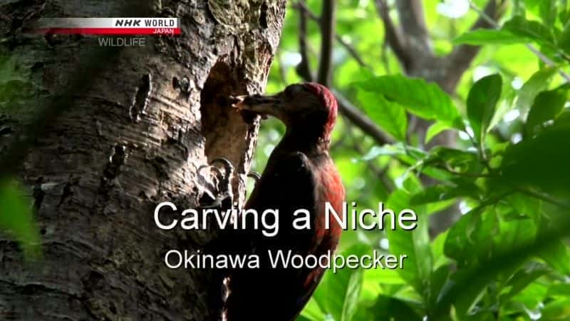 Carving a Niche: Okinawa Woodpecker - 纪录片1080P/720P/360P高清标清网盘迅雷下载