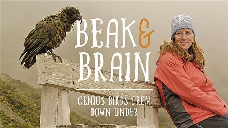 Beak and Brain: Genius Birds from Down under - 纪录片1080P/720P/360P高清标清网盘迅雷下载