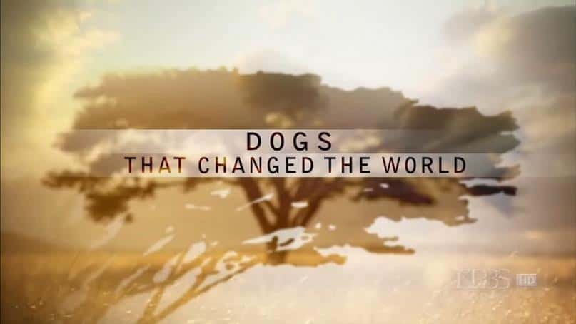 Dogs that Changed the World - 纪录片1080P/720P/360P高清标清网盘迅雷下载