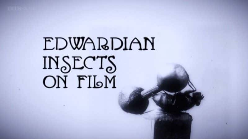 Edwardian Insects on Film (BBC) - 纪录片1080P/720P/360P高清标清网盘迅雷下载