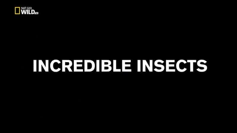 Incredible Insects - 纪录片1080P/720P/360P高清标清网盘迅雷下载