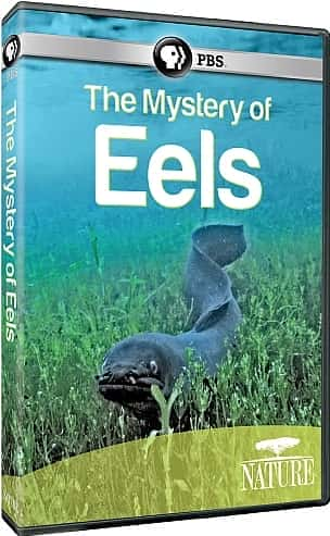 The Mystery of Eels - 纪录片1080P/720P/360P高清标清网盘迅雷下载