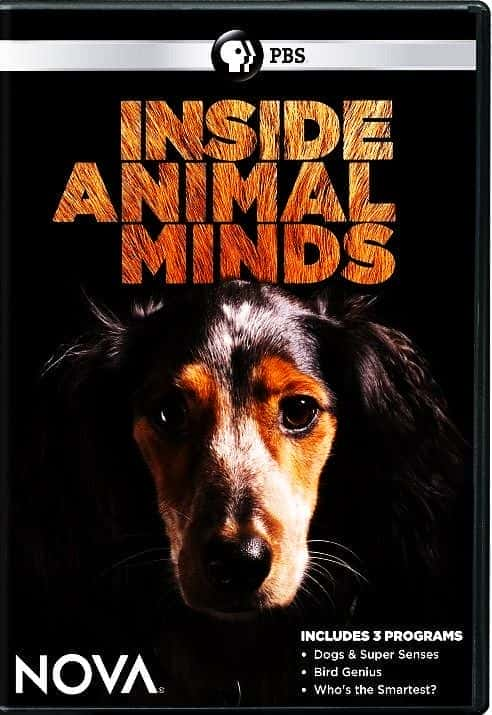 Inside Animal Minds - 纪录片1080P/720P/360P高清标清网盘迅雷下载