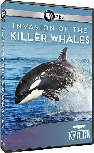 Invasion of the Killer Whales - 纪录片1080P/720P/360P高清标清网盘迅雷下载