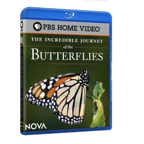 The Incredible Journey of the Butterflies - 纪录片1080P/720P/360P高清标清网盘迅雷下载