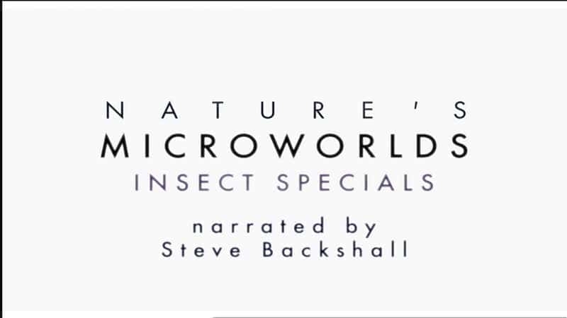 Insect Worlds (HDTV) - 纪录片1080P/720P/360P高清标清网盘迅雷下载