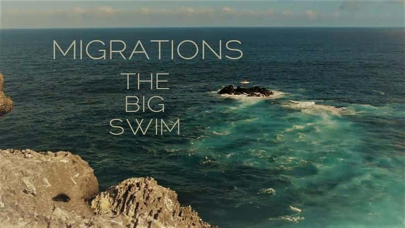 Migrations: The Big Swim - 纪录片1080P/720P/360P高清标清网盘迅雷下载